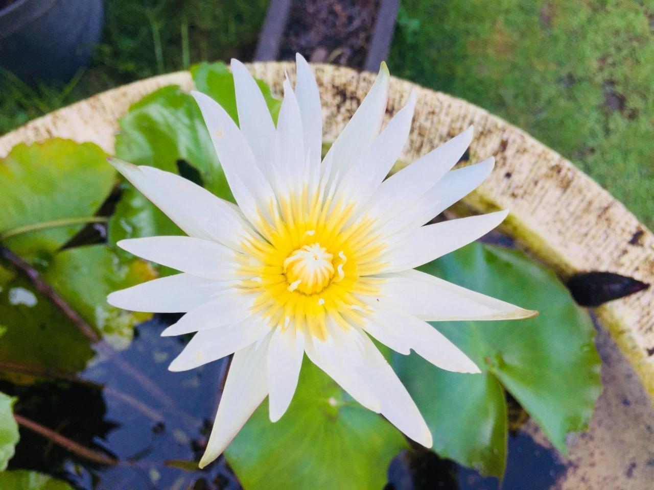 Mutiara Bali 호텔 캔디다사 외부 사진